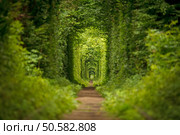 long tunnel of love in ukraine. Стоковое фото, агентство Ingram Publishing / Фотобанк Лори