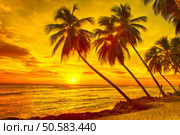 Beautiful sunset over the sea with a view at palms on the white beach on a Caribbean island of Barbados. Стоковое фото, агентство Ingram Publishing / Фотобанк Лори