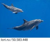 Dolphins family (baby and mother) swimming in water of the blue tropical sea. Стоковое фото, агентство Ingram Publishing / Фотобанк Лори