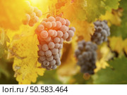 Vineyard with Lush, Ripe Wine Grapes on the Vine Ready for Harvest. Стоковое фото, агентство Ingram Publishing / Фотобанк Лори