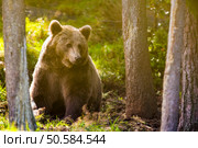 Big brown bear in the sunset in the woods. This bear is called ursus arctos. . Large adult brown bear in the forest. Стоковое фото, агентство Ingram Publishing / Фотобанк Лори