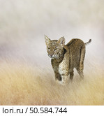 Bobcat Walking In The Grass. Стоковое фото, агентство Ingram Publishing / Фотобанк Лори