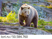 Large brown bear in the sunset in the woods. This bear is called ursus arctos. . Big adult brown bear in the sunset. Стоковое фото, агентство Ingram Publishing / Фотобанк Лори