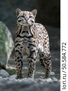 ocelot close up portrait while hunting. Стоковое фото, агентство Ingram Publishing / Фотобанк Лори