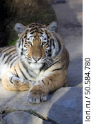 Resting young Amur tiger, Panthera tigris altaica. Стоковое фото, агентство Ingram Publishing / Фотобанк Лори