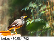 Common Myna (Acridotheres tristis) Стоковое фото, агентство Ingram Publishing / Фотобанк Лори