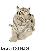 White Tiger (3 years) in front of a white background. Стоковое фото, агентство Ingram Publishing / Фотобанк Лори