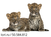Two Spotted Leopard cubs lying down and sitting - Panthera pardus, 7 weeks old, isolated on white. Стоковое фото, агентство Ingram Publishing / Фотобанк Лори