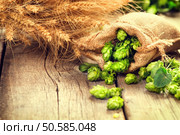 Hop in bag and wheat ears on wooden cracked old table. Beer brewery concept. Ingredient for brewing beer. Beauty fresh-picked hop cones and wheat closeup. Sack of hops and sheaf of wheat on vintage background. Retro style. Alternative medicine. Harvest concept. Стоковое фото, агентство Ingram Publishing / Фотобанк Лори