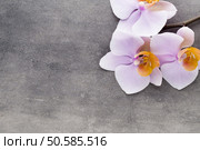 Beautiful pink orchid on a gray background. Стоковое фото, агентство Ingram Publishing / Фотобанк Лори