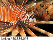 Close-up of a Common Lionfish (Pterois Volitans), South Male Atoll, Maldives. Common Lionfish. Стоковое фото, агентство Ingram Publishing / Фотобанк Лори