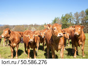 Curious herd of young brown  Limousin beef cattle in a hilltop pasture in spring  standing looking at the camera in a close up view. Стоковое фото, агентство Ingram Publishing / Фотобанк Лори