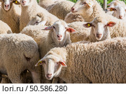 herd of white sheep in the countryside. Стоковое фото, агентство Ingram Publishing / Фотобанк Лори