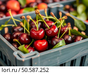 Ягоды черешни на прилавке магазина, на рынке, в лотке, в супермаркете/ Fresh ripe appetizing cherry - fruit food background. Natural fresh appetizing cherry in crate. Стоковое AI-изображение, AI-художник Iva Noel / Фотобанк Лори