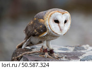 Closeup of Barn Owl at an outdoor bird sanctuary near Otavalo, Ecuador. Стоковое фото, агентство Ingram Publishing / Фотобанк Лори