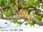 African lions sleeping in a tree a hot day in Serengeti, Tanzania. Wild lion pride.. Lions rests in tree a hot day at Serengeti. Стоковое фото, агентство Ingram Publishing / Фотобанк Лори
