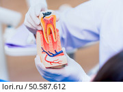 Dentist with tooth implant false teeth. Dentistry and healthcare concept at dental clinic. Стоковое фото, агентство Ingram Publishing / Фотобанк Лори