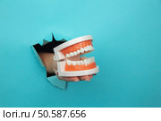 Woman hand showing a model of jaw out of a hole torn in blue paper wall. Health care concept.. Woman hand showing a model of jaw out of a hole torn in blue paper wall. Health care concept. Стоковое фото, агентство Ingram Publishing / Фотобанк Лори