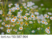 wild group of camomile. Стоковое фото, агентство Ingram Publishing / Фотобанк Лори