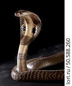Beauty. Beauty... Cobra on table. Стоковое фото, агентство Ingram Publishing / Фотобанк Лори