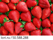 Red strawberry panorama - design / template / background / banner, for menus, food themes and concepts. With space for text. Стоковое фото, агентство Ingram Publishing / Фотобанк Лори