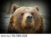 huge brown  bear portrait, looking towards the camera,  with vignette ( Ursus arctos ) Стоковое фото, агентство Ingram Publishing / Фотобанк Лори