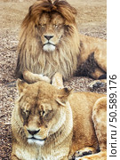 Couple of Barbary lions - Panthera leo leo. Male and female. Atlas lion. Critically endangered species. Стоковое фото, агентство Ingram Publishing / Фотобанк Лори