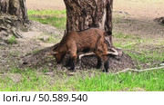 A playful young goat is happily grazing near a large tree in a picturesque rural setting. Стоковое видео, видеограф Vladimir Vintonjak / Фотобанк Лори