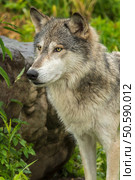 Grey Wolf (Canis lupus) Stands Near Rock - captive animal. Стоковое фото, агентство Ingram Publishing / Фотобанк Лори