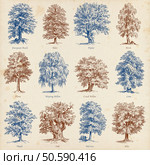 Collection of twelve illustrations of high quality engravings of common trees. Common trees illustrations set. Стоковое фото, агентство Ingram Publishing / Фотобанк Лори