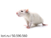 White three to four week old albino dometicated pet rat curiously looking on a white background. Стоковое фото, агентство Ingram Publishing / Фотобанк Лори