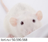 Funny big-eared white rat peeping over the edge (selective focus on the rat eyes) Стоковое фото, агентство Ingram Publishing / Фотобанк Лори
