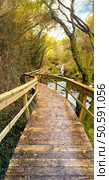 A wooden walkway curves through a vibrant forest, leading towards a cascading waterfall near Cascata do Outeiro. The path invites exploration of this scenic landscape in Oliveira de Azemeis. Стоковое фото, агентство Ingram Publishing / Фотобанк Лори