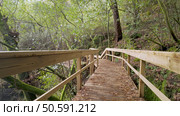 A wooden walkway meanders through a lush forest near Cascata do Outeiro. The path offers a peaceful stroll amidst the natural beauty of Oliveira de Azemeis. Стоковое фото, агентство Ingram Publishing / Фотобанк Лори
