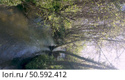 River Uima flows gently through Parque das Ribeiras, sunlight filtering through the trees casting reflections on the water’s surface, surrounded by lush banks. Стоковое фото, агентство Ingram Publishing / Фотобанк Лори