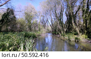 Gentle river flows through Parque das Ribeiras, reflecting the clear blue sky and surrounding trees, with lush vegetation lining the banks. Стоковое фото, агентство Ingram Publishing / Фотобанк Лори