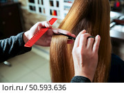 Cutting of hair with scissors and comb in hairdressing salon. Стоковое фото, агентство Ingram Publishing / Фотобанк Лори