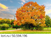 Maple in autumn attire on the Field of Mars in St. Petersburg. Стоковое фото, фотограф Владимир Ушаров / Фотобанк Лори