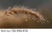 Dew drops gently adorning golden wheat stalk. Стоковое AI-видео, аниматор Юрий Поздников / Фотобанк Лори