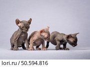 Three kittens on a blue background. Kittens, elves, sphinxes. Стоковое фото, фотограф Дина Дамоцева / Фотобанк Лори