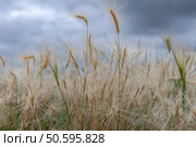 Hordeum jubatum - многолетнее растение семейства злаковых (Poaceae) . Распространенные названия - Ячмень гривастый, ячмень-лисохвост, ячмень-бобтейл, ячмень-белохвост. Стоковое фото, фотограф Pukhov K / Фотобанк Лори