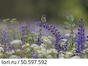 Луговой чекан на цветущем поле. Стоковое фото, фотограф Елизавета Атаманова / Фотобанк Лори