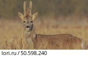 Косуля европейская (Capreolus capreolus) Стоковое видео, видеограф Дмитрий Якубович / Фотобанк Лори