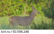 Косуля европейская (Capreolus capreolus) Стоковое видео, видеограф Дмитрий Якубович / Фотобанк Лори