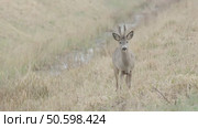 Косуля европейская (Capreolus capreolus) Стоковое видео, видеограф Дмитрий Якубович / Фотобанк Лори