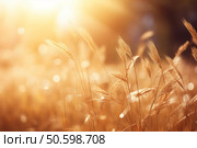 Golden dry grass swaying in the warm sunlight of a summer evening. Стоковое AI-изображение, AI-художник Иван Рябоконь / Фотобанк Лори