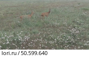 Косуля европейская (Capreolus capreolus) Стоковое видео, видеограф Дмитрий Якубович / Фотобанк Лори