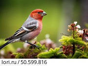 Pine grosbeak perched on branch enjoying green background. Стоковое AI-изображение, AI-художник Иван Рябоконь / Фотобанк Лори