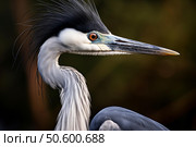 Black crowned night heron showing its impressive plumage and beak. Стоковое AI-изображение, AI-художник Иван Рябоконь / Фотобанк Лори