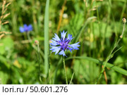 Синий василек (лат. Centaurea cyanus) Стоковое фото, фотограф Photolart / Фотобанк Лори